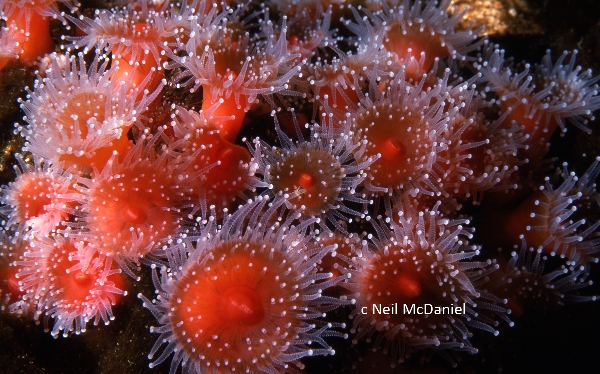 Photo of Corynactis californica by <a href="http://www.seastarsofthepacificnorthwest.info/">Neil McDaniel</a>